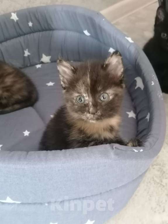 Кошки в Красноярске: Девочка 1 мая рождения Девочка, 1 руб. - фото 2