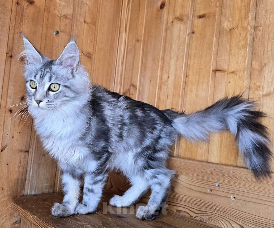 Кошки в Москве: Кошечка Девочка, 1 руб. - фото 3