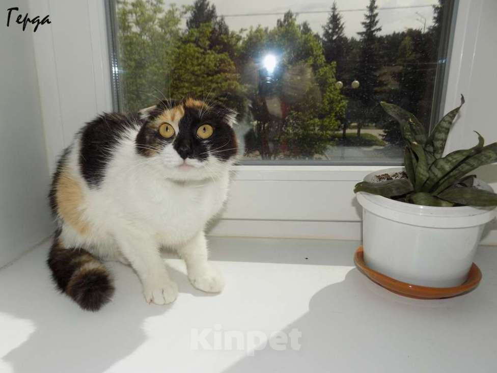 Кошки в Москве: Шотландская вислоухая кошечка Девочка, 10 000 руб. - фото 1