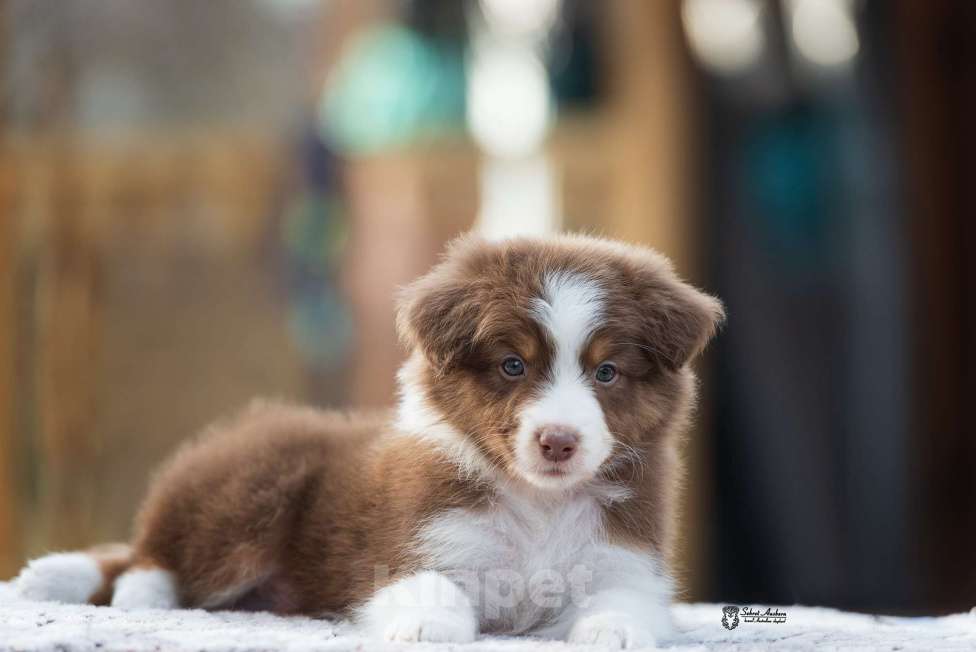 Собаки в Москве: Австралийская овчарка, аусси Мальчик, 70 000 руб. - фото 2