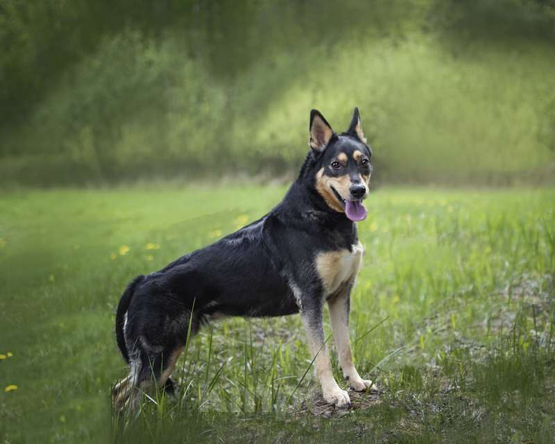 Собаки в Москве: Трогательная собачка Дора с человеческим взглядом ищет семью Девочка, Бесплатно - фото 2