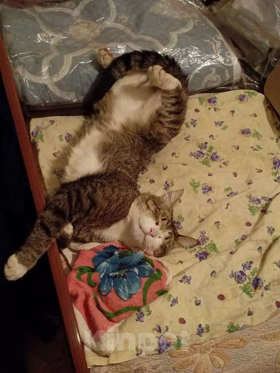 Кошки в Набережных Челнах: Пропал Кот Мальчик, 20 000 руб. - фото 6