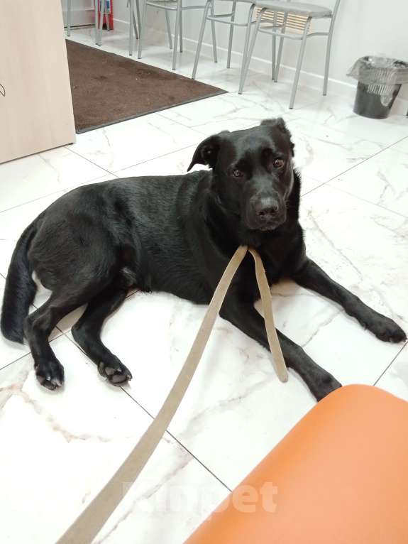 Собаки в Москве: Метис лабрадора в добрые руки Мальчик, Бесплатно - фото 4