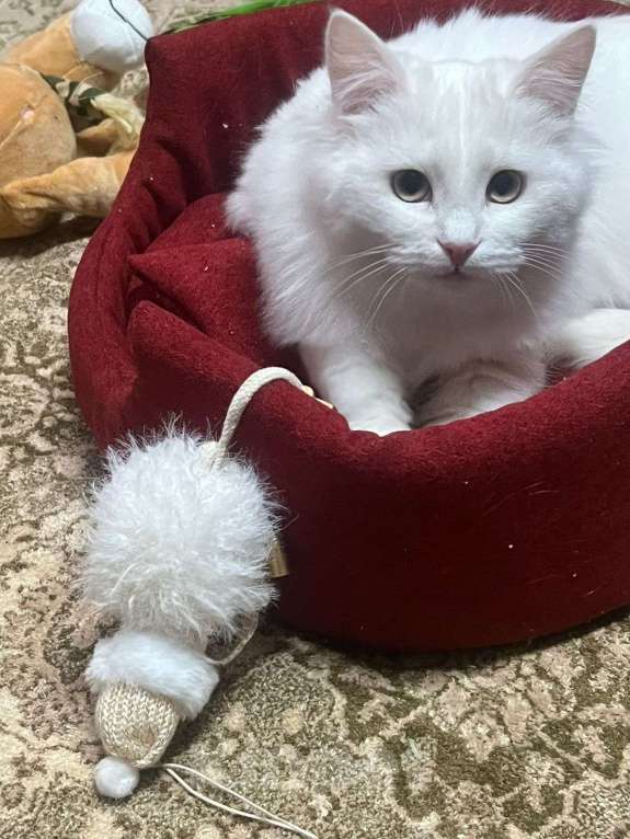 Кошки в Санкт-Петербурге: Безумно красивый котёнок Мальчик, Бесплатно - фото 4