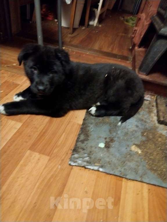 Собаки в Санкт-Петербурге: 2 щеночка ищут добрых хозяев Мальчик, Бесплатно - фото 2