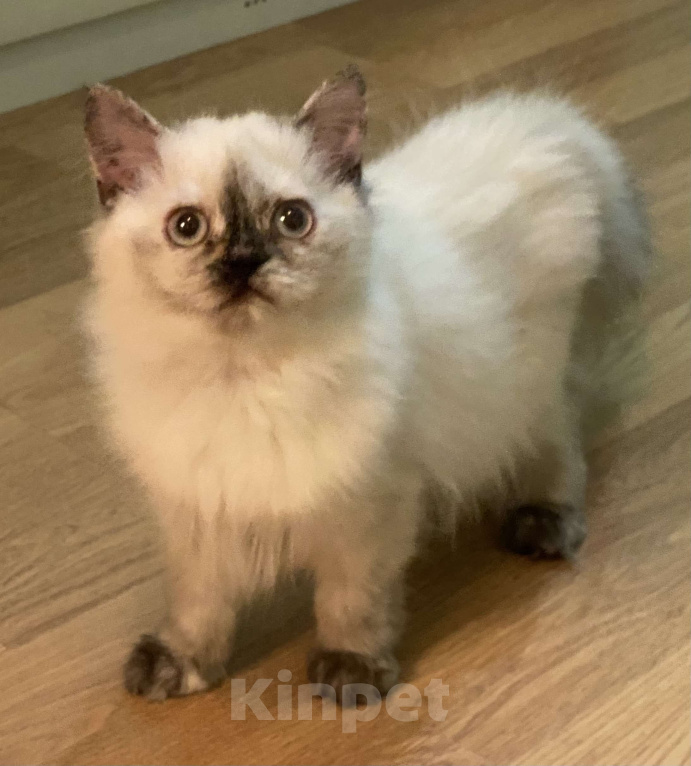 Кошки в Москве: Менуэт кошка Девочка, Бесплатно - фото 1