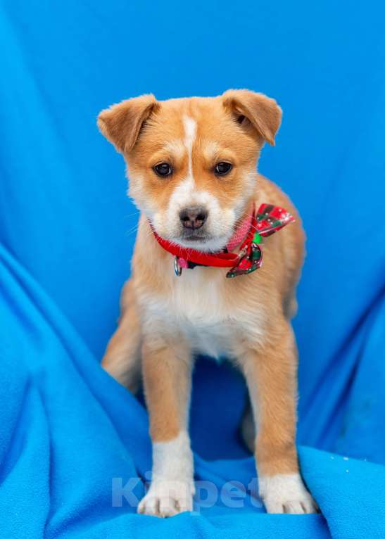 Собаки в других городах Московской области: Щенок Бетти в добрые руки Девочка, Бесплатно - фото 1