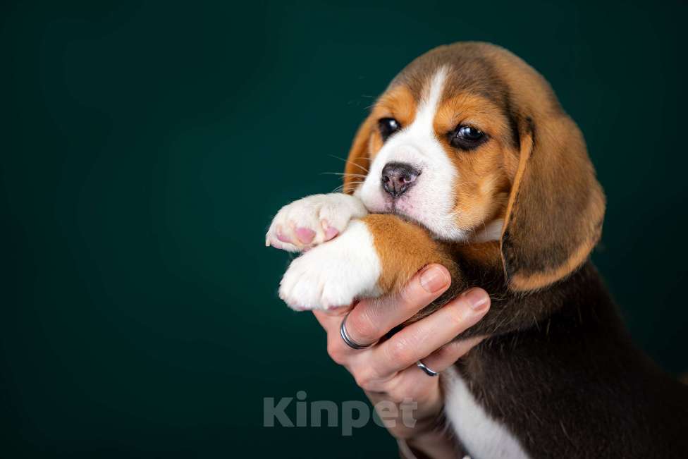 Собаки в Москве: Щенок Бигля питомник РКФ Мальчик, 70 000 руб. - фото 3