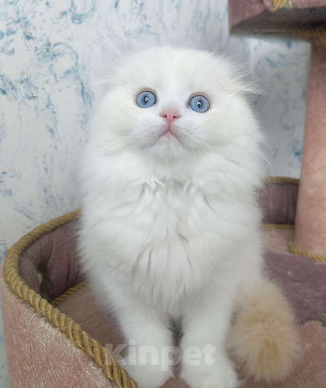 Кошки в Кисловодске: Шотландские котята Девочка, 35 000 руб. - фото 1