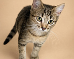 Кошки в Москве: Два брата. Две судьбы. Одна мечта о доме. Мальчик, Бесплатно - фото 5