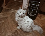 Кошки в Москве: Лучший друг Мальчик, 1 руб. - фото 1