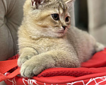 Кошки в Краснодаре: Шотландская золотая шиншилла  Девочка, 15 000 руб. - фото 1