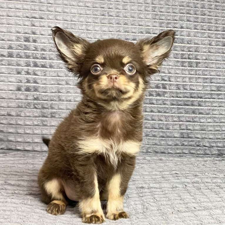 Собаки в Москве: Щенки чихуахуа Девочка, Бесплатно - фото 1