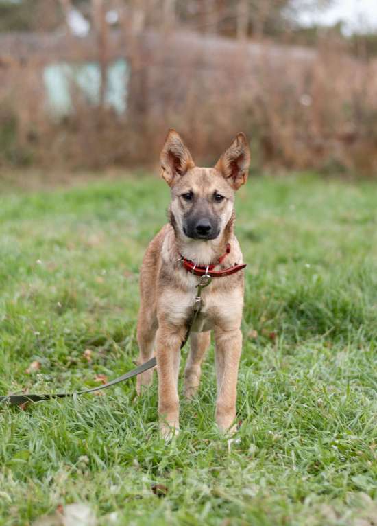 Собаки в других городах Владимирской области: В добрые руки щенок девочка Лилу Девочка, Бесплатно - фото 6