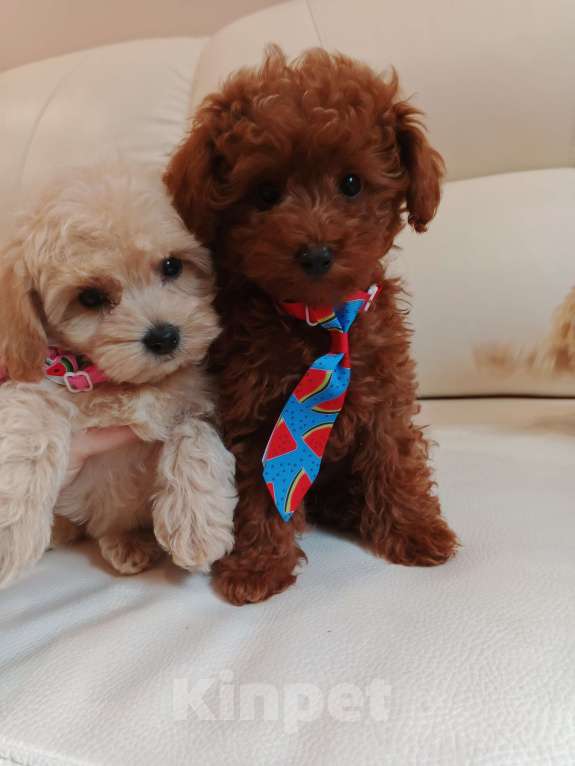 Собаки в Москве: Той пудель мальчик от китайского тедди Мальчик, 80 000 руб. - фото 5