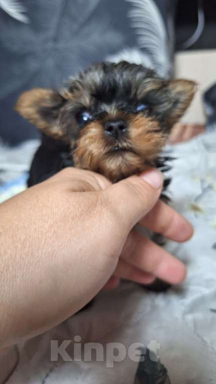Собаки в других городах Московской области: Супер мини мальчик йорка Мальчик, 35 000 руб. - фото 4