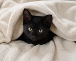 Кошки в Москве: Котенок в добрые руки Мальчик, Бесплатно - фото 1