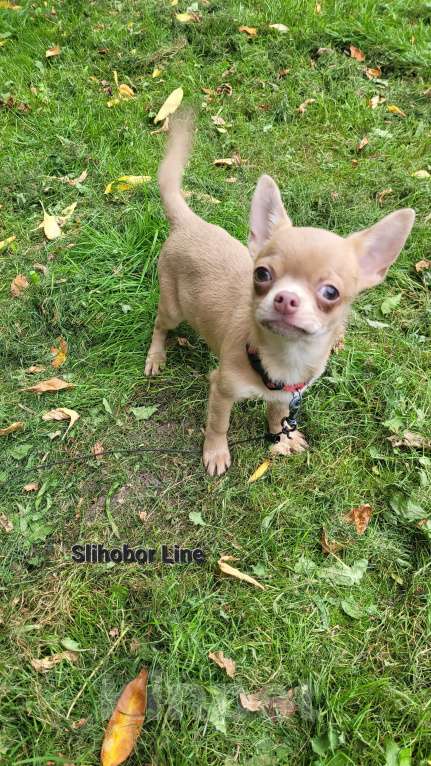 Собаки в Москве: Чихуа лиловая красавица Девочка, Бесплатно - фото 3