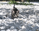Кошки в Геленджике: Котёнок Чаузи Девочка, 30 000 руб. - фото 4