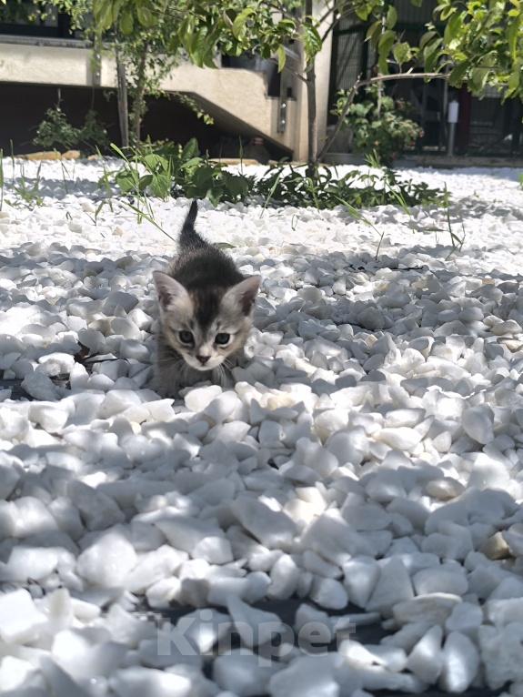 Кошки в Геленджике: Котёнок Чаузи Девочка, 30 000 руб. - фото 4