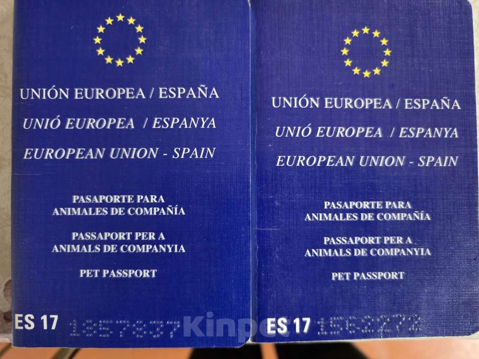 Собаки в других городах Московской области: щенок мальчик с кошками дружит Мальчик, 65 000 руб. - фото 10