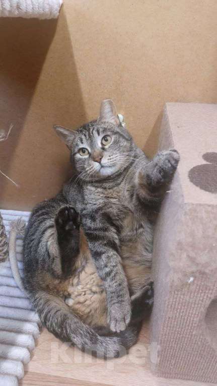 Кошки в Санкт-Петербурге: Кошечка ищет семью Девочка, Бесплатно - фото 5