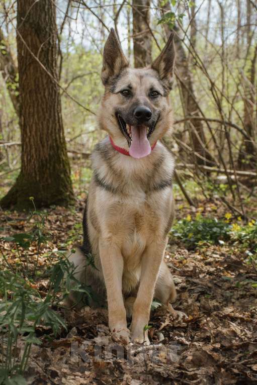 Собаки в Москве: Скромный юноша, который покорит ваше сердце. Мальчик, 1 руб. - фото 2