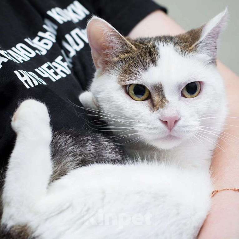 Кошки в Москве: Триша, особенная кошечка Девочка, Бесплатно - фото 5