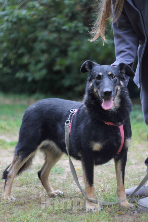 Собаки в Москве: Крупный щенок Девочка, Бесплатно - фото 8