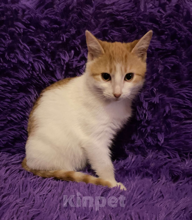 Кошки в Москве: Диана, 3 месяца, в добрые руки Девочка, Бесплатно - фото 2