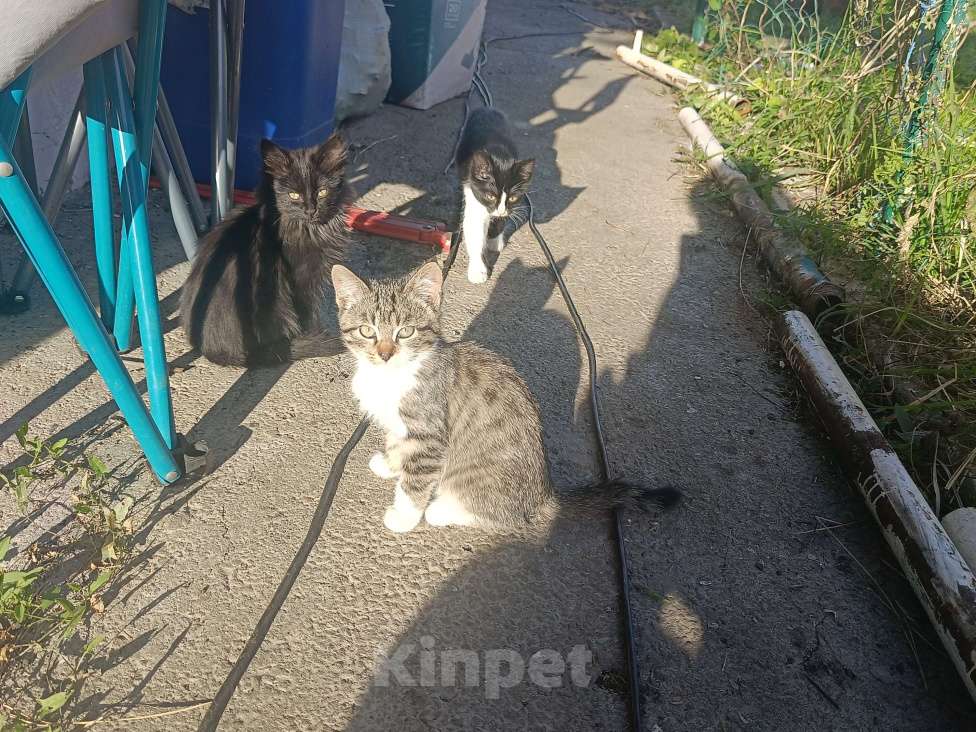 Кошки в Майкопе: Котята ищут семью Мальчик, Бесплатно - фото 1