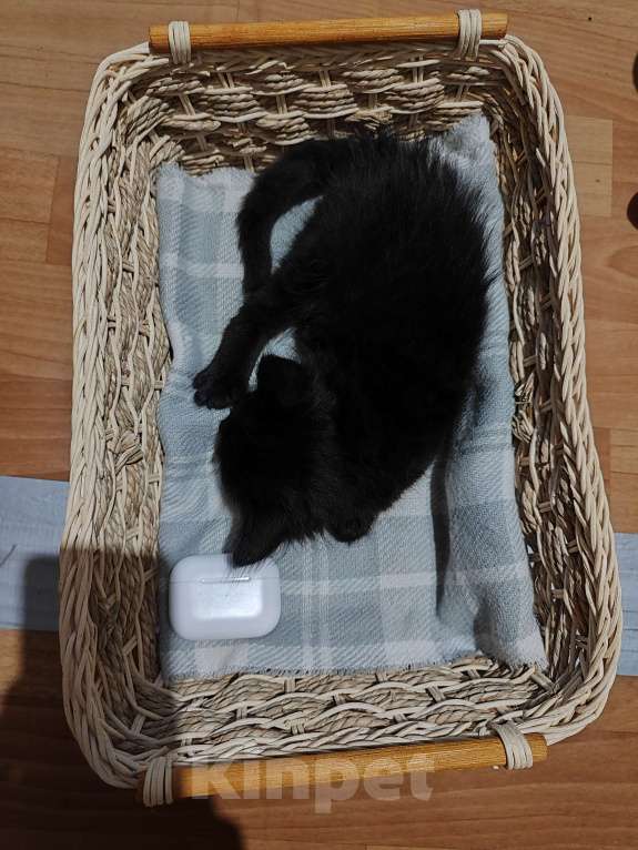 Кошки в Москве: Черный мальчик с белым галстуком Мальчик, Бесплатно - фото 4