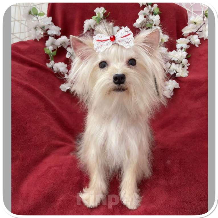 Собаки в Москве: Мини йорк девочка золотая подрощенная Девочка, 80 000 руб. - фото 5