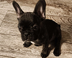 Собаки в Братске: Девочка французского бульдога тигрового окоаса Девочка, 40 000 руб. - фото 2