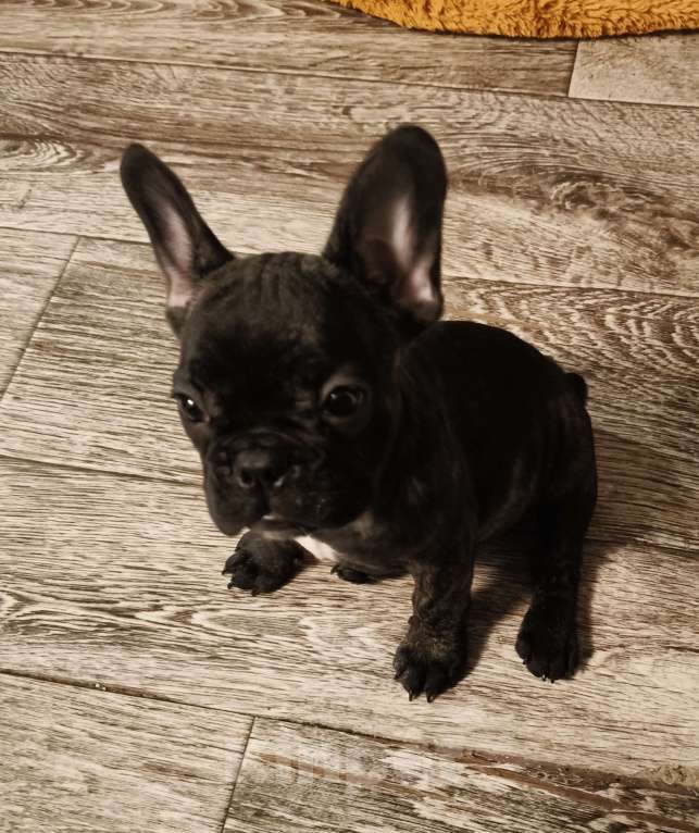 Собаки в Братске: Девочка французского бульдога тигрового окоаса Девочка, 40 000 руб. - фото 2