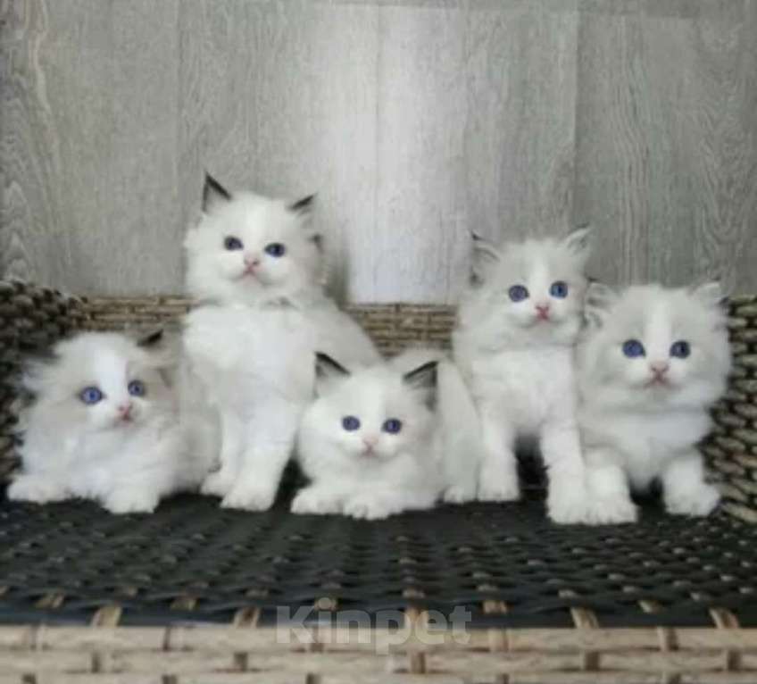 Кошки в Владивостоке: Самые нежные девочки Рэгдолл биколор  Девочка, 100 000 руб. - фото 1