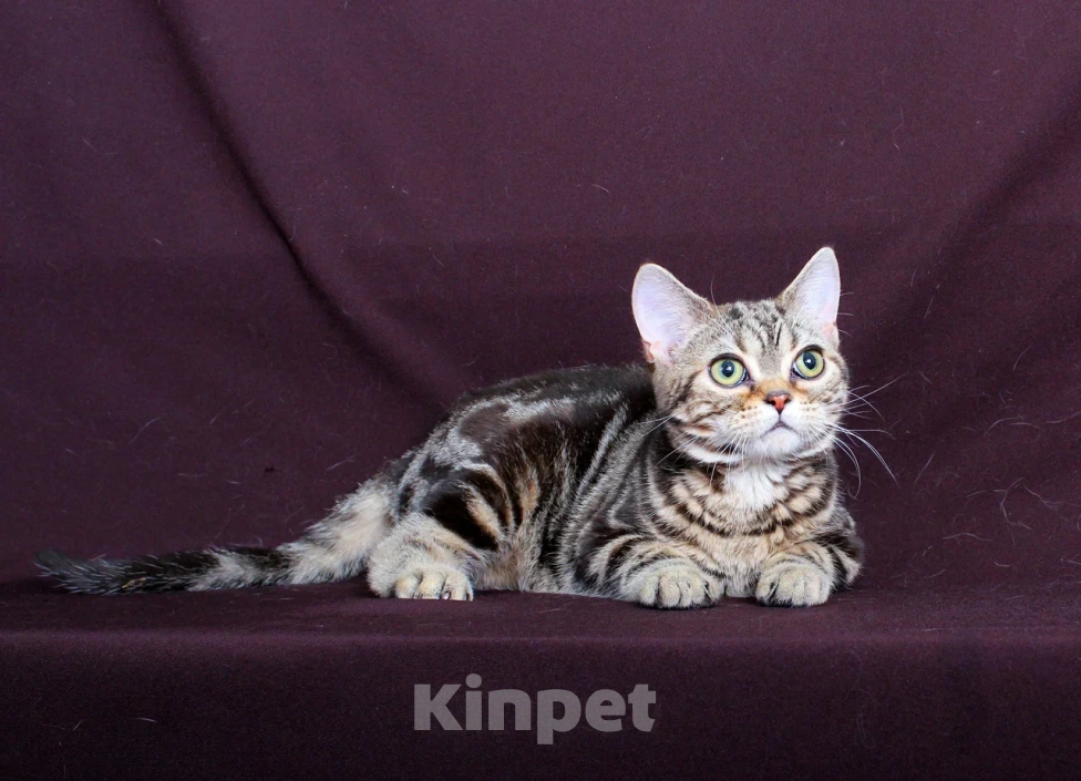 Кошки в Москве: Американский короткошерстный котёнок Мальчик, 70 000 руб. - фото 4