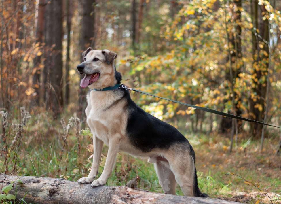 Собаки в Ногинске: Представляете идеального друга? Вот он — Михей! Мальчик, Бесплатно - фото 3