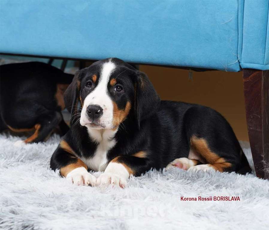Собаки в Москве: большой швейцарский зенненхунд (гросс) щенки Девочка, 150 000 руб. - фото 2