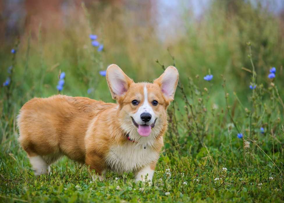 Собаки в Фрязино: Щенок корги, мальчик Мальчик, 65 000 руб. - фото 2