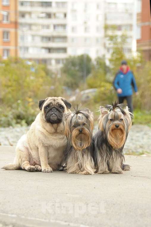 Собаки в Барнауле: Подрощенный щенок йоркширского терьера Девочка, Бесплатно - фото 2