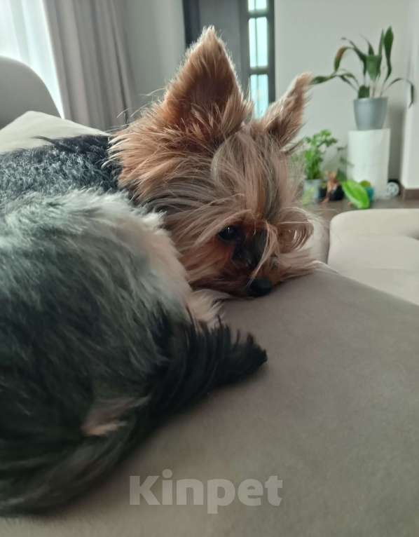 Собаки в других городах Краснодарского края: Щенок йоркширского терьера. Девочка, 20 000 руб. - фото 4