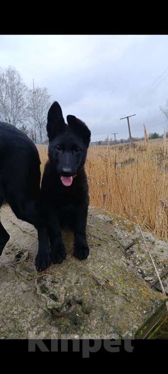 Собаки в Кольчугино: Щенки немецкой овчарки. Девочка, 13 000 руб. - фото 5