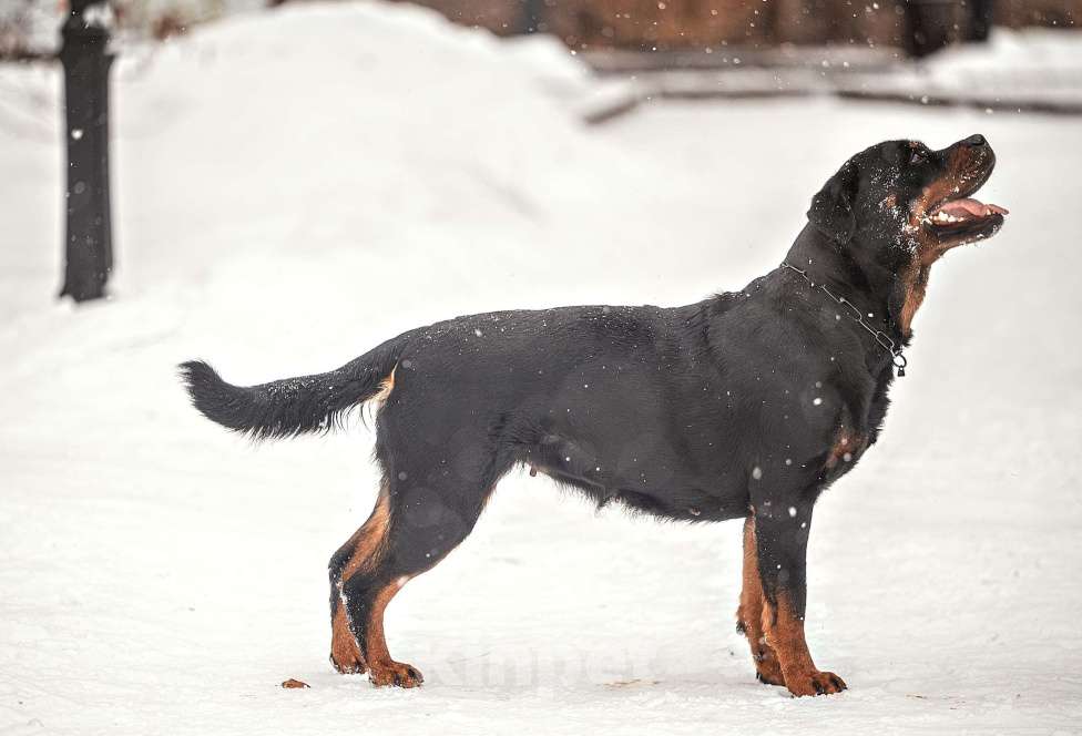 Собаки в Смоленске: Щенки ротвейлера Мальчик, 120 000 руб. - фото 7