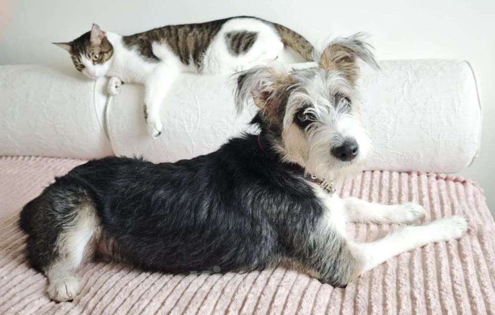 Собаки в Долгопрудном: Нежный бородатик ищет дом Девочка, Бесплатно - фото 2