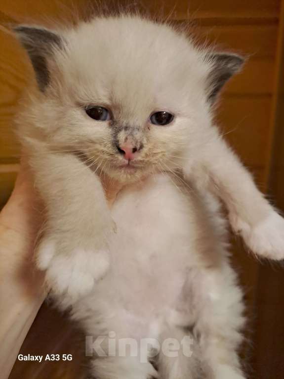 Кошки в Сергиеве Посаде: Невский маскарадный котенок Девочка, Бесплатно - фото 1