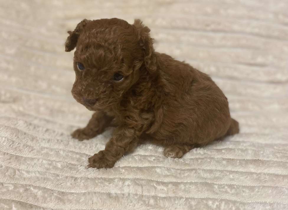 Собаки в Санкт-Петербурге: Очаровательная малышка той пудель девочка ред Браун  Девочка, Бесплатно - фото 8