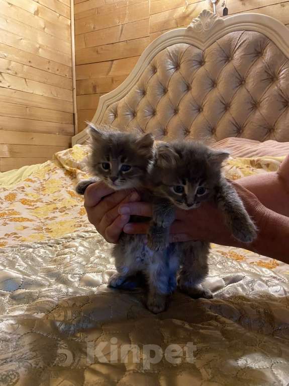 Кошки в Москве: Котята в добрые руки Мальчик, Бесплатно - фото 1