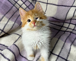 Кошки в Сосновом Бору: Котенок Винни Мальчик, Бесплатно - фото 3