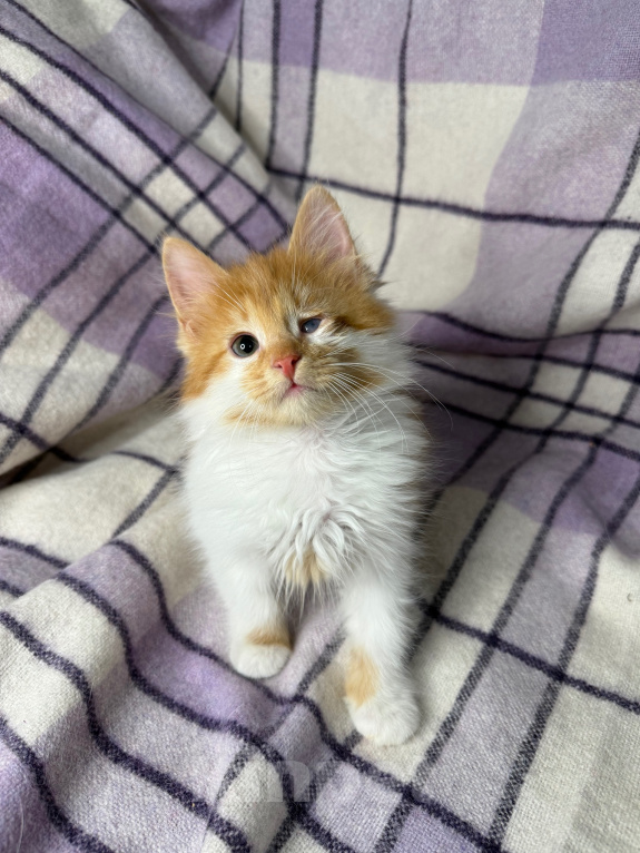 Кошки в Сосновом Бору: Котенок Винни Мальчик, Бесплатно - фото 3